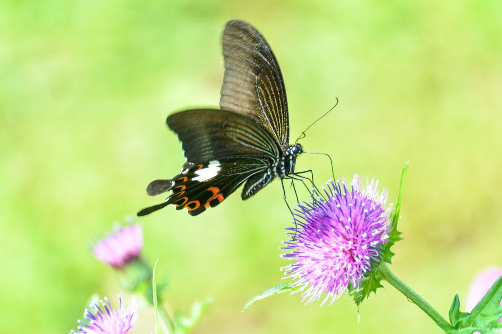 こちらはモンキアゲハです(^^♪