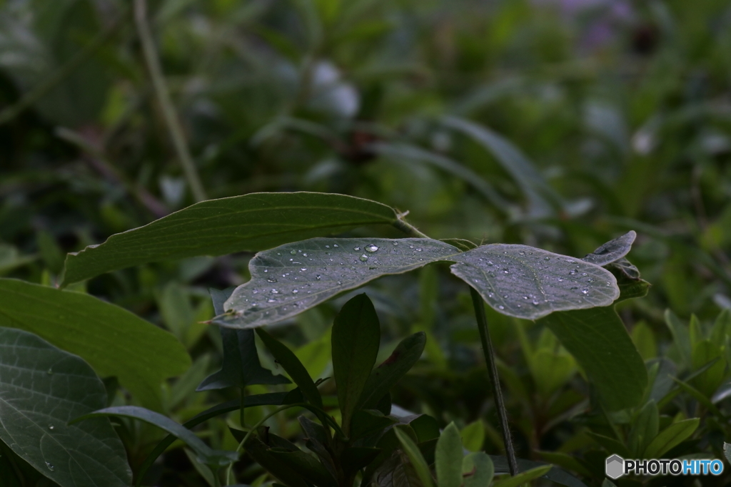 雨上がり