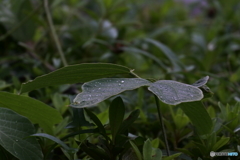 雨上がり