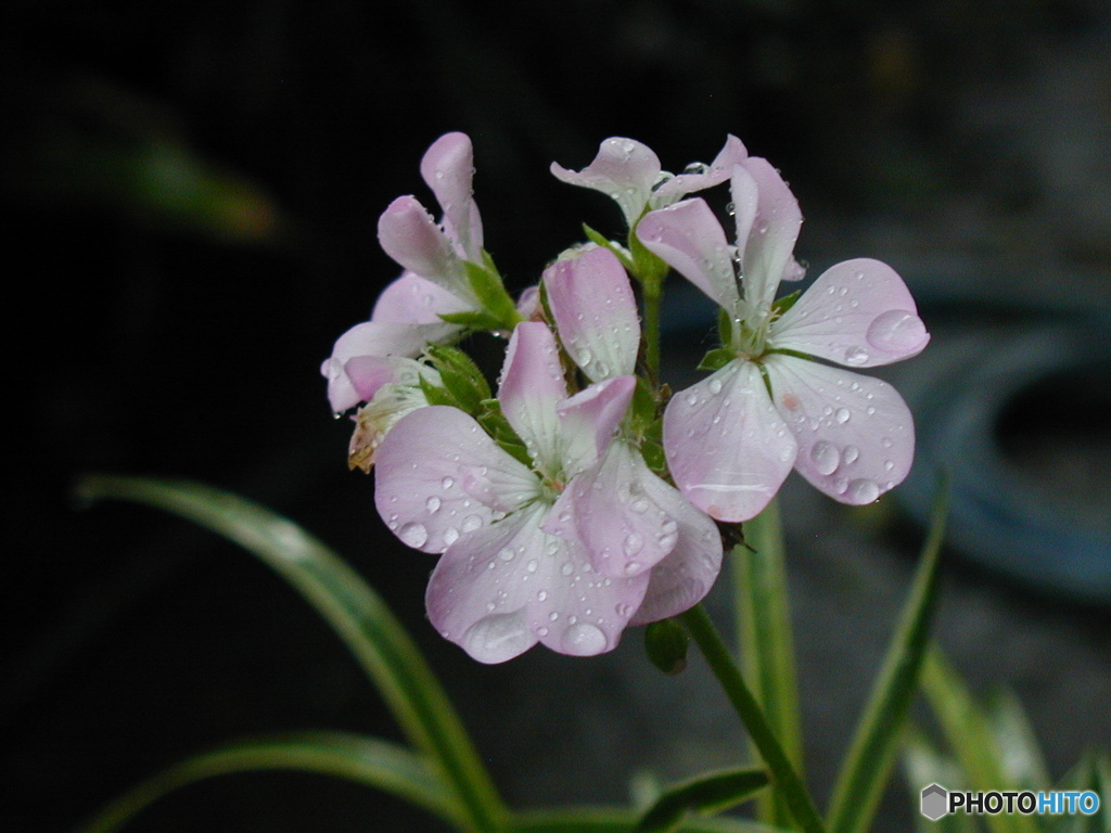 雨に濡れる花２　C-2000ZOOM