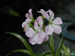 雨に濡れる花２　C-2000ZOOM