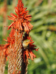 アロエと赤いメジロ