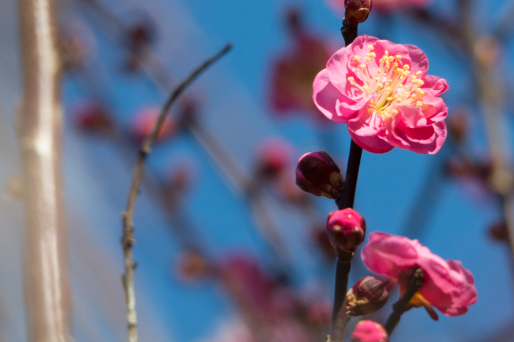 もう咲き始めました＾＾