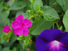オシロイバナとアサガオ　もう秋なのに