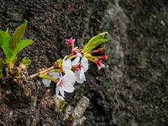 サクラ開花らしい(^_-)-☆
