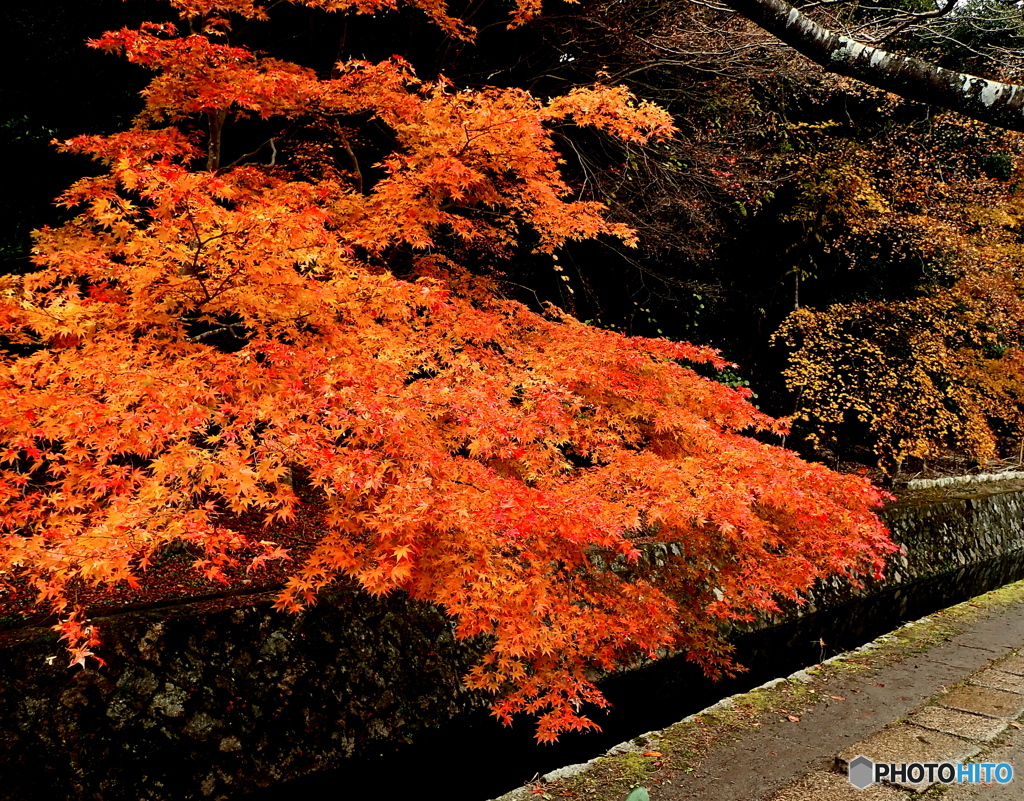 まだ紅葉