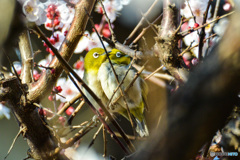 うめじろう夫婦