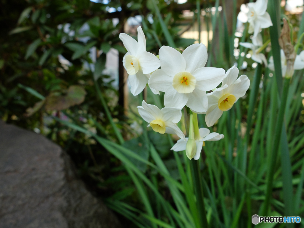 庭の花　その２