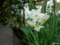 庭の花　その２