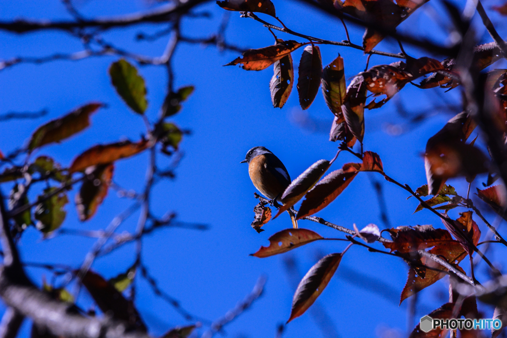 青空と紅葉に囲まれて(^_-)-☆