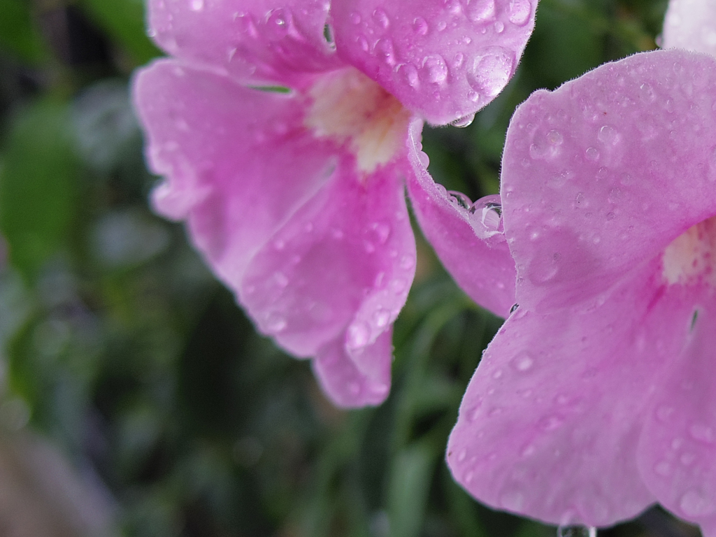 雨の花
