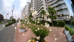 魚眼を試して(*^^)v