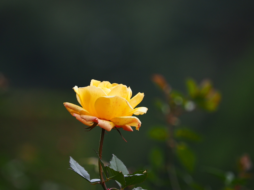 これも季節外れ？