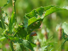 暑いんだから(>_<)