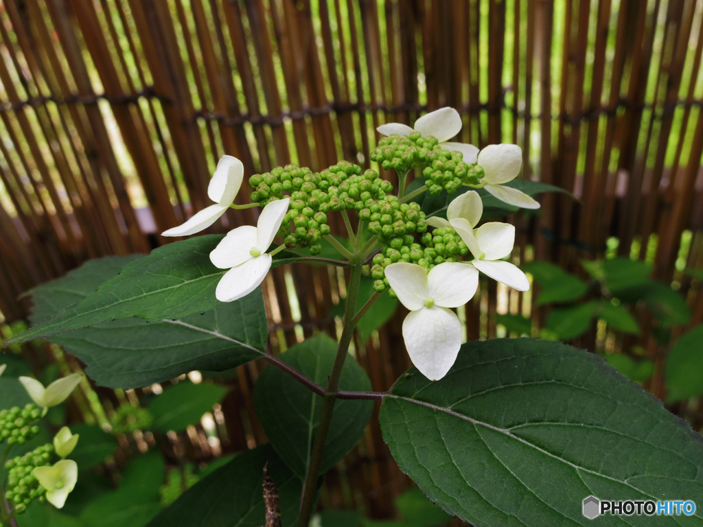 庭の花　ガクアジサイ
