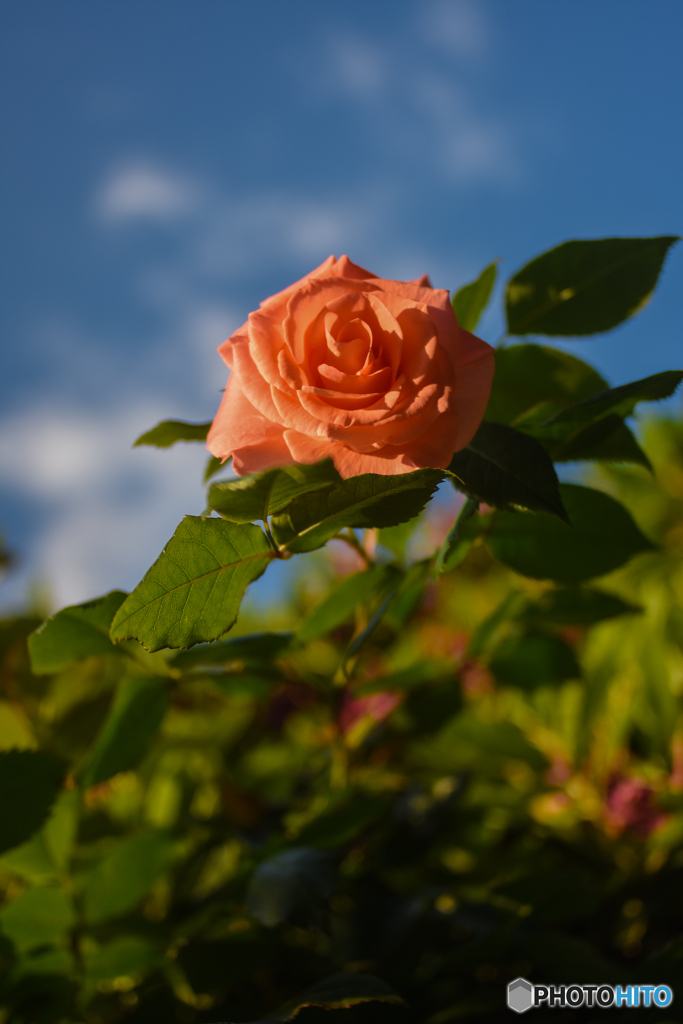 庭の花　バ～ラが咲いた～♪