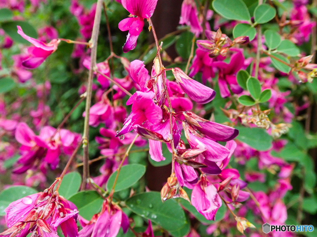 庭の花ハギ