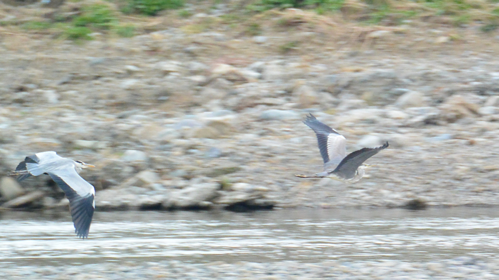 アオサギ　行く！