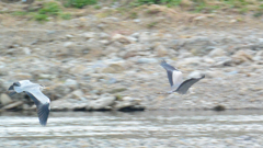 アオサギ　行く！