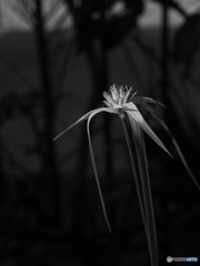 庭の花　カヤツリソウ
