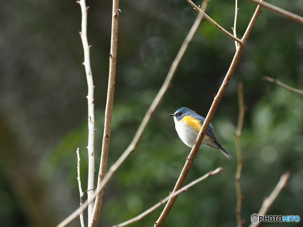 初ルリビタキ～～