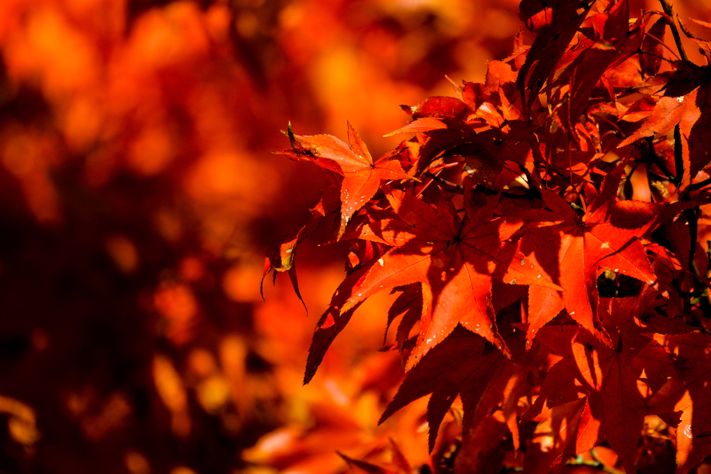 紅葉・山中湖畔-0146