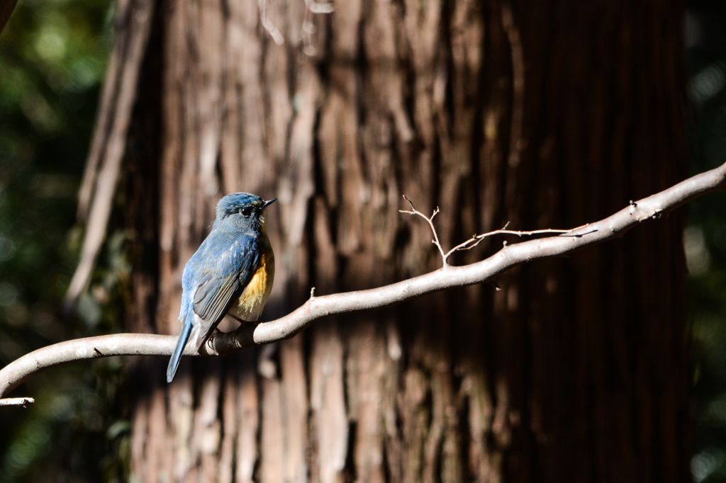 ルリビタキ、ちょっと整形＾＾