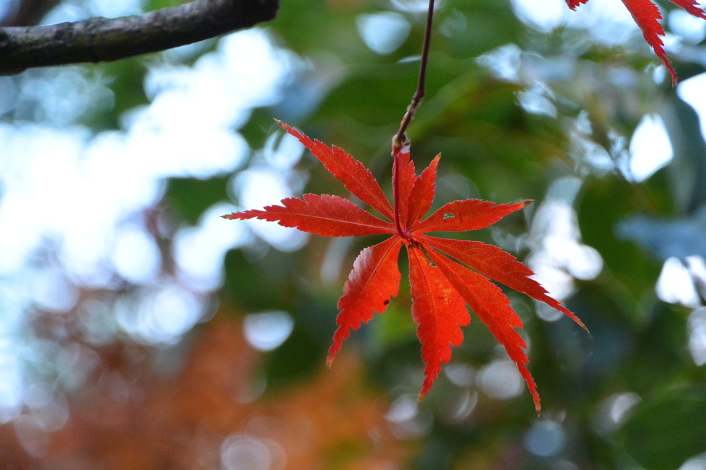 紅葉ですよ～(^_-)-☆