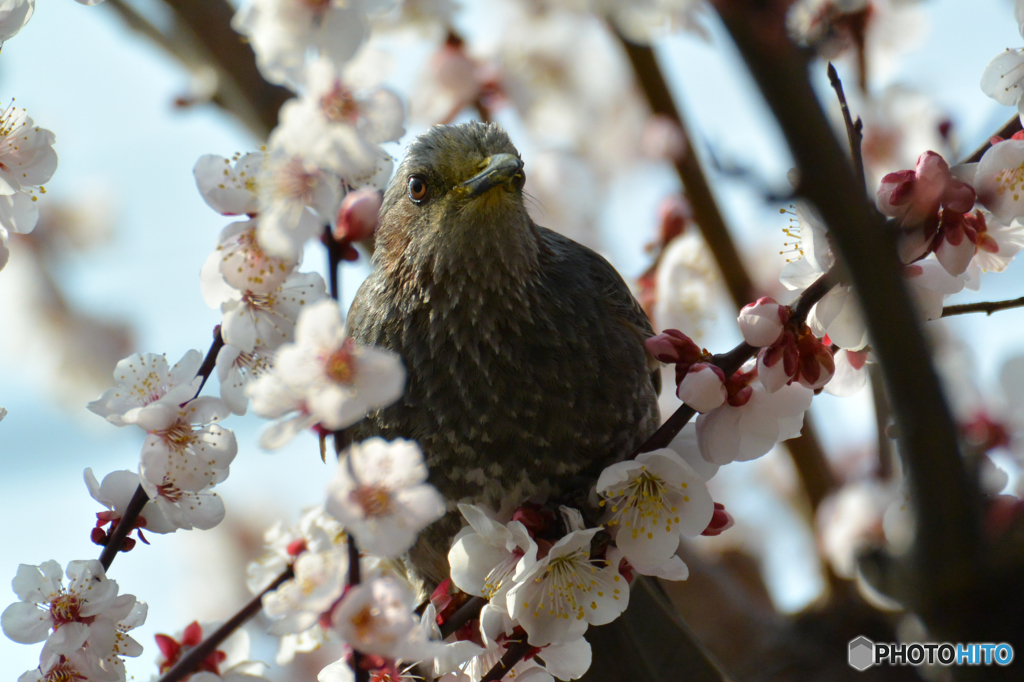 ヒヨと梅-V2にて