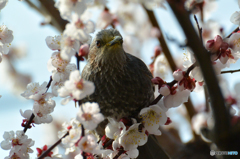 ヒヨと梅-V2にて