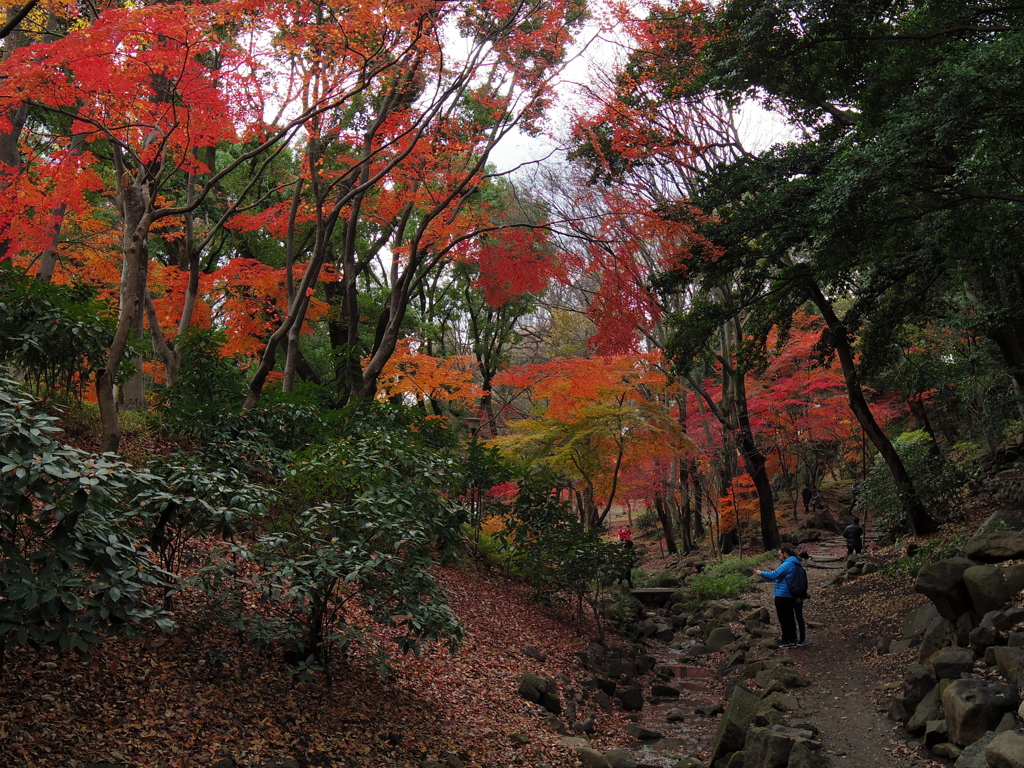 都心の紅葉