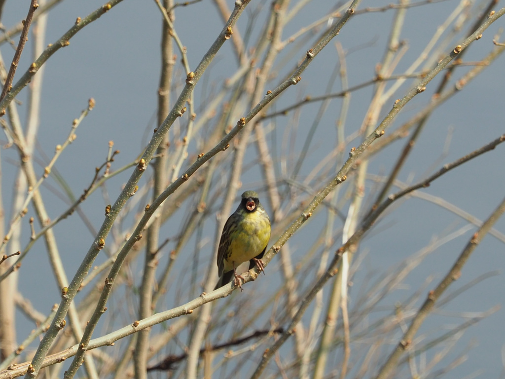 のどの奥まで見えそう(*^^)v