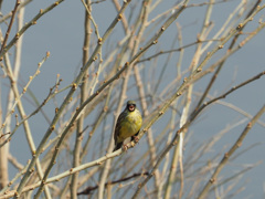 のどの奥まで見えそう(*^^)v