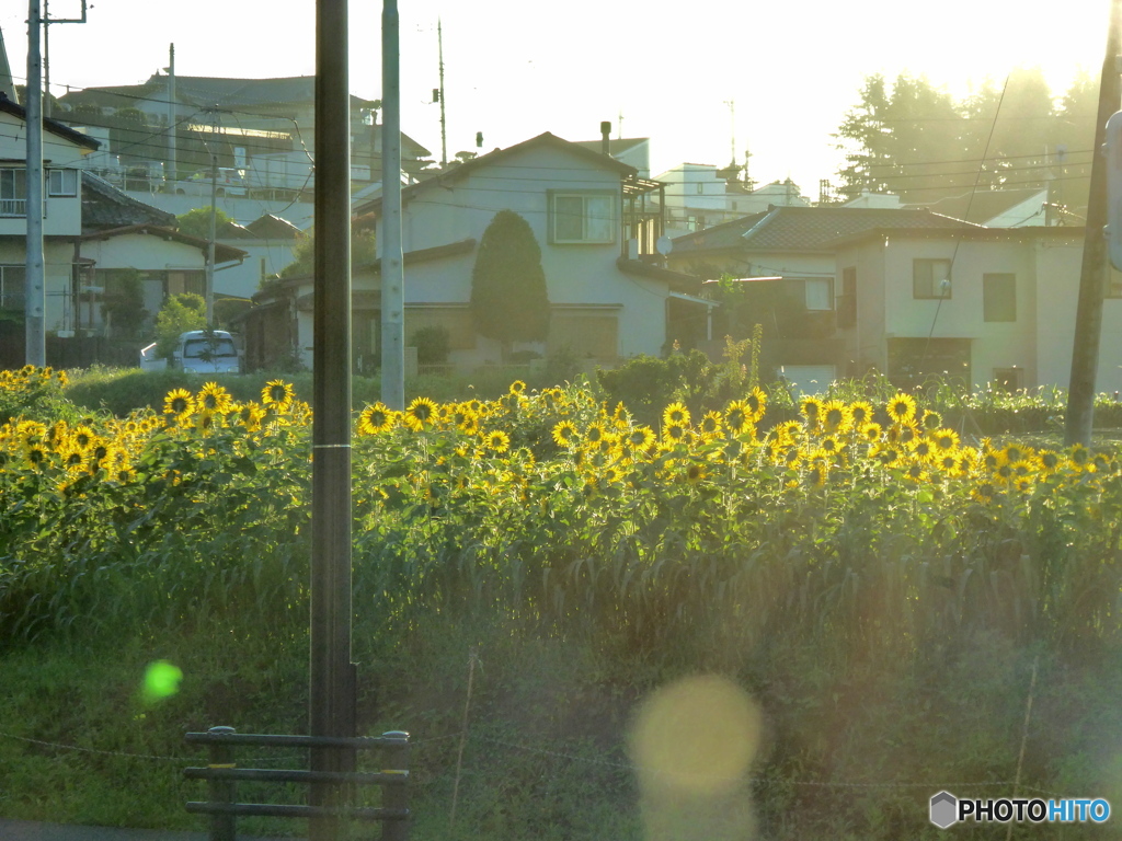 朝日の中で