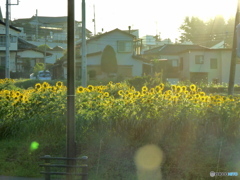 朝日の中で