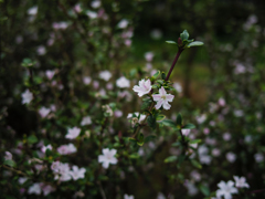 小さな花(^_-)-☆