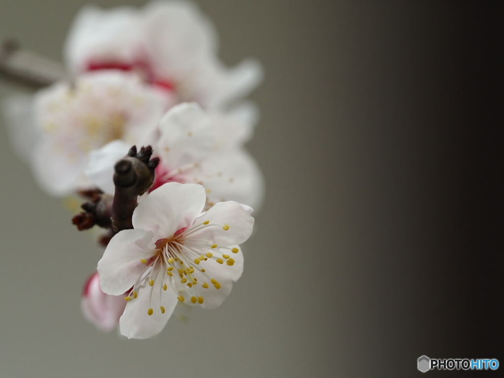 春、間近ですね～