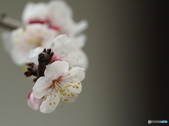 春、間近ですね～