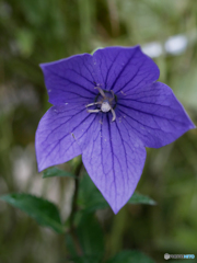 庭の花　キキョウ