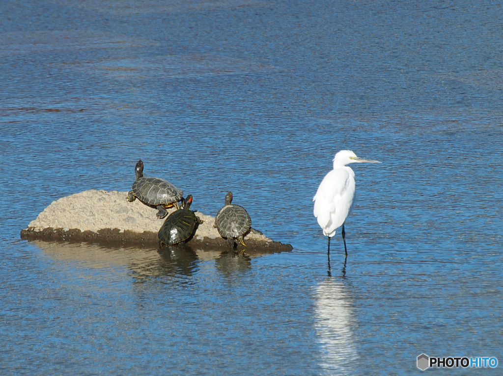 カメは万年、サギは？