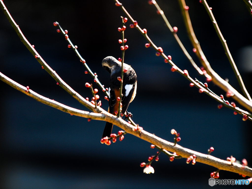 梅にジョウビタキ(^_-)-☆