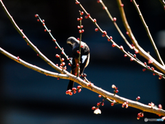 梅にジョウビタキ(^_-)-☆