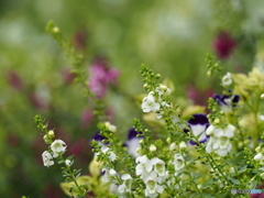 花園ですね