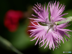 庭の花 ナデシコ