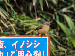 イノシシ注意！