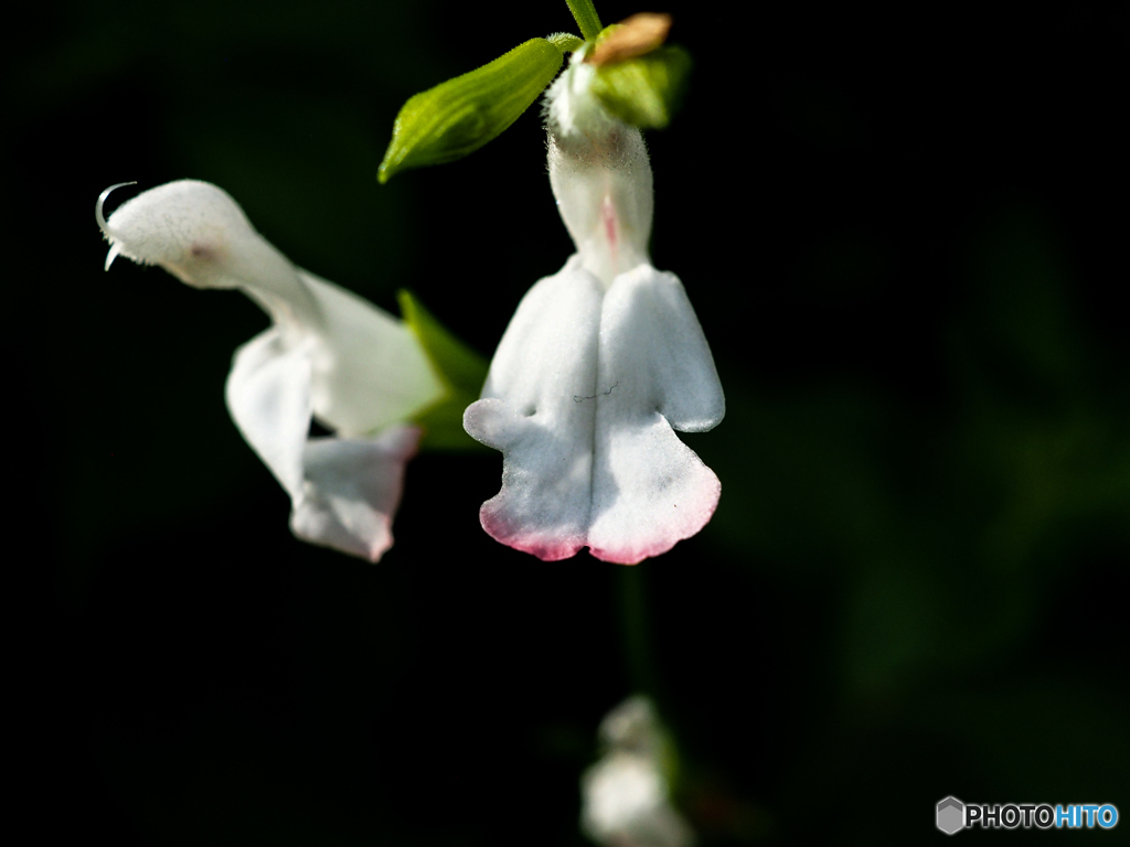 庭の花