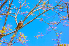 初夏　ホオジロ