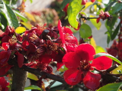 雨上がりの木瓜(^_-)-☆