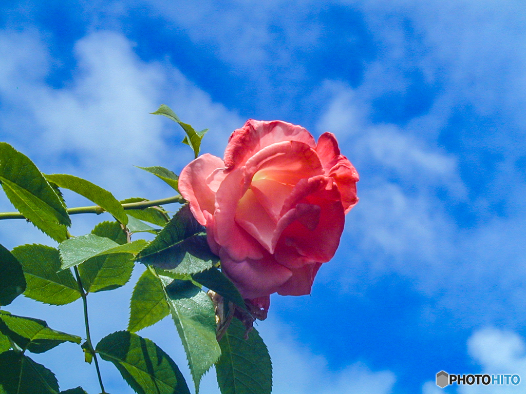 庭の薔薇 C2000Z