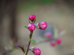 今日は寒いけど、春間近(^_-)-☆
